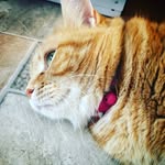 Benji Wheelock - @pets_part_of_a_family - Instagram