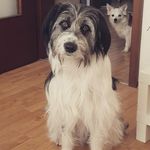 Ben Wichmann - @ben.and.his.dogworld - Instagram