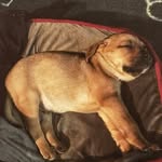 Ben Wilbur 🐶 - @dirtydoggodan - Instagram