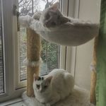 Ben Wiles - @bensbeautifulcats - Instagram