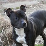 ben wiles - @yaladbeansmate - Instagram