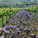 Ben - @ben__wine - Instagram