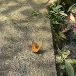 @benyepa_sankral013 - Instagram