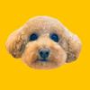 Ben Franklin Yingling - @benfranklindog - TikTok