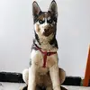 bennybaby - @bennyoo - TikTok