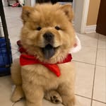 Benzi - @benzi_chow - Instagram