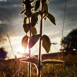 Ben Zimmermann - @benzimmermann4 - Instagram