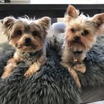 Bentley And Enzo - @benzitos - Instagram