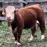 Shanna Pickwick - @benzwickminiherefords - Instagram
