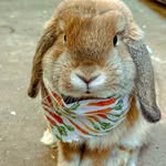 Benedict Bernard - @benedictbernard_hollandlop - Instagram