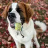 Benedict The Saint Bernard 🐶 - @benedict.the.sain - TikTok