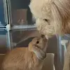 Tales of Rabbit & Dog BFFs - @benedictbernardandlily - TikTok