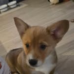 Benedict - @benedict_berrycorgi - Instagram