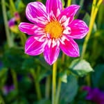 Benedict Berry - @benedictberry8 - Instagram