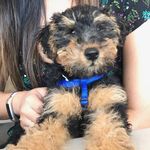 Sir Benedict Bruno Wu III 🐾 - @benny.the.welshie - Instagram