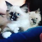 Benedict and Ferguson - @dicky_and_gus_the_ragdolls - Instagram