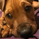 Benedict Holmes - @benthepittweiler - Instagram