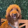 Benedict Theodore Lee - @bennyteddyrawr - TikTok
