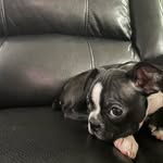 marlo benedict manlapaz - @marlo.theboston - Instagram