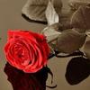 benedictmaxwell86 - @b.mwx - TikTok