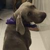 Benito Alonso - @benito.weimaraner - TikTok