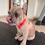 Benito Baeza - @elfrenchiebenitobaeza - Instagram