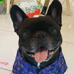 Benito Carrillo - @benito_elfrances - Instagram
