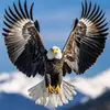 Aguila Solitaria - @benitojacobo - TikTok