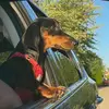 Benito Ramirez 🐾 - @benito_0222 - TikTok
