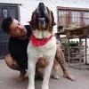 Benito Rojo - @benito.rojo - TikTok