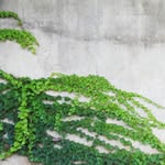Benito Rubio - @urbanlandscaper - Instagram