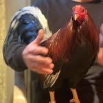 Benito Salgado - @benitosalgado36 - Instagram