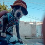 Benito Serrano - @benito_dog8 - Instagram