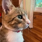 Benito Simon 🐈 - @benitosimon_ - Instagram