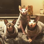 Lola, Benito y Simona - @lola_benito_simona - Instagram