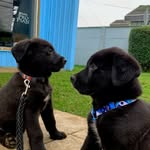 Pangal Benito y Pascal Simón🇨🇱 - @guau_pepes - Instagram