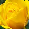 Benito Tan - @user442894867 - TikTok