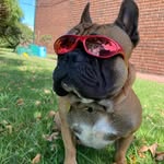 Benito - @benito.frenchie.uy - Instagram