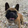 benito.frenchie.uy - @benito.frenchie.uy - TikTok