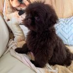 Benito Velez - @benitothechiquito - Instagram