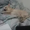 Benito Velez - @lil.benito - TikTok