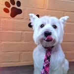 B͜͡e͜͡n͜͡i͜͡t͜͡o͜͡ 🐾 - @benito._westie - Instagram