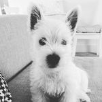 Benito The Westie - @benito_westie - Instagram