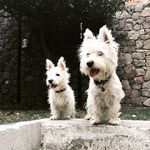 Vigo Y Benito Westies - @vigo_y_benito_westies - Instagram