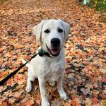 Benito Williams - @benito_theyellowlab - Instagram