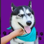 Benjamin | Pet | Husky - @benjaminadias - Instagram