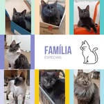 Bento, Benjamin, Pêto, Maia, Afonso, Rosa, Antônia e Violeta - @vitoriasemperninhas - Instagram