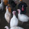 Benjamin Allotey - @bna_farms - TikTok