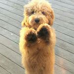 Benjamin Applegate - @applegatebenjamin - Instagram