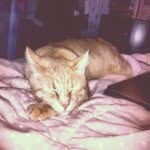 Milo The Kitty Cat 😻😸 - @miloaugustusbenjamin - Instagram